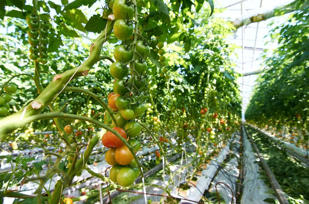 tomatoes-in-hothouse