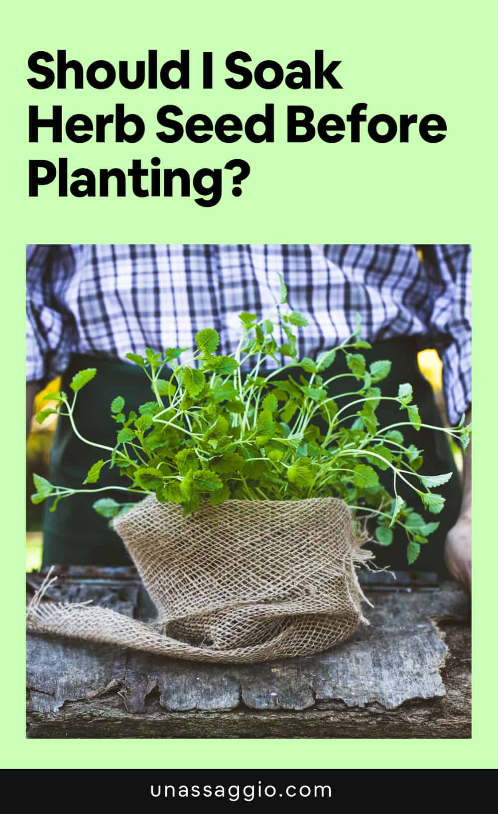 Should I Soak Herb Seed Before Planting?