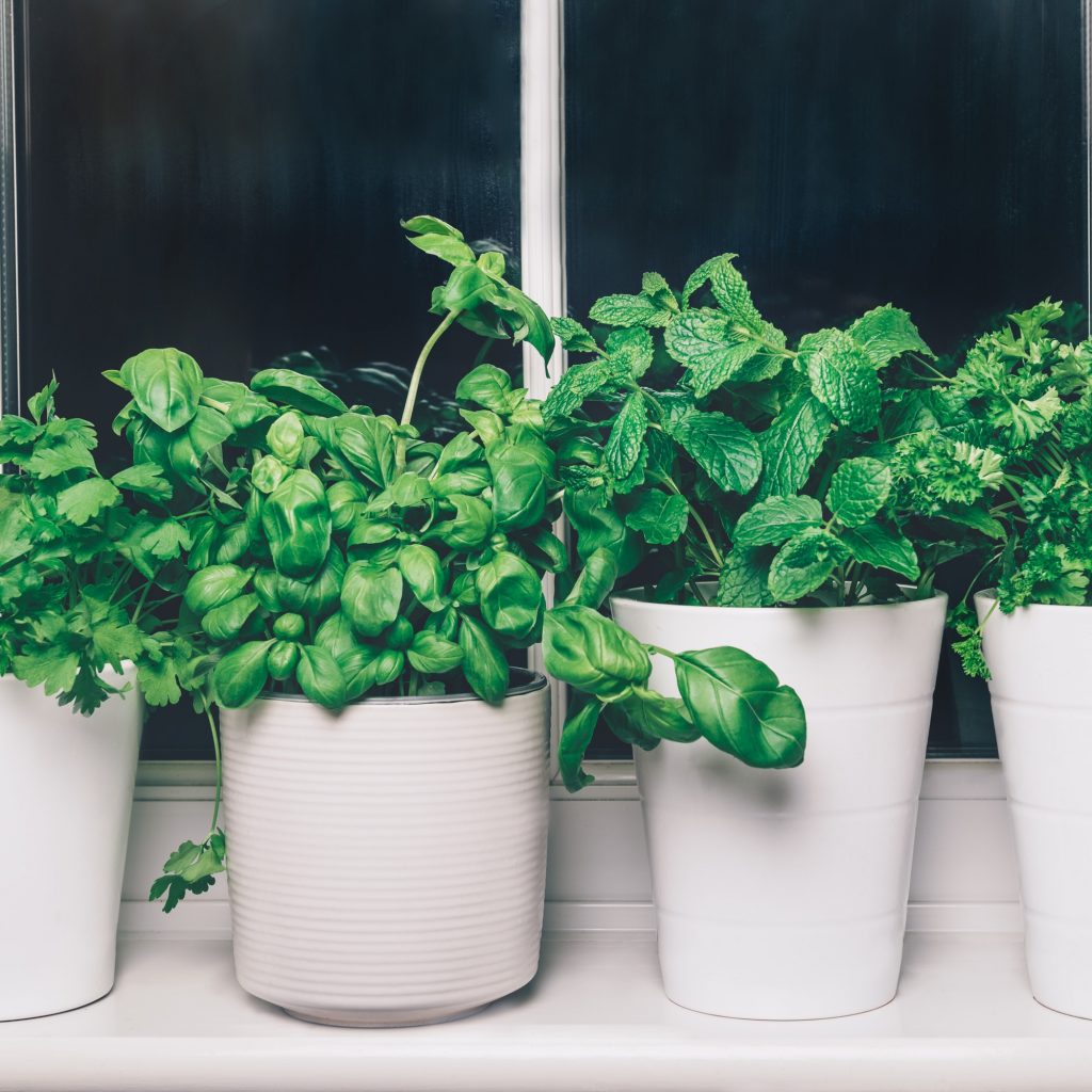 Basil. mint, parsley, coriander