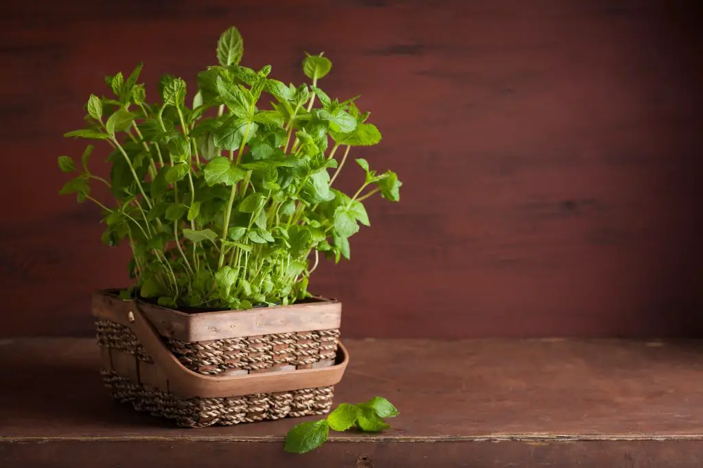 fresh mint Peppermint herb in a pot
