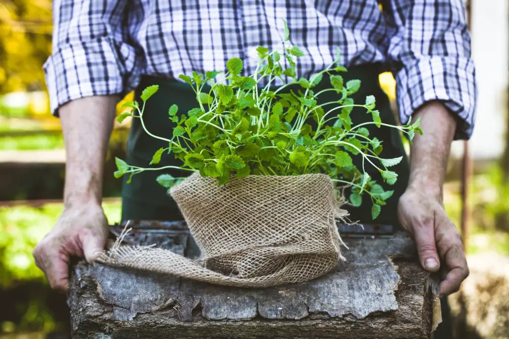 Should I Soak Herb Seed Before Planting?