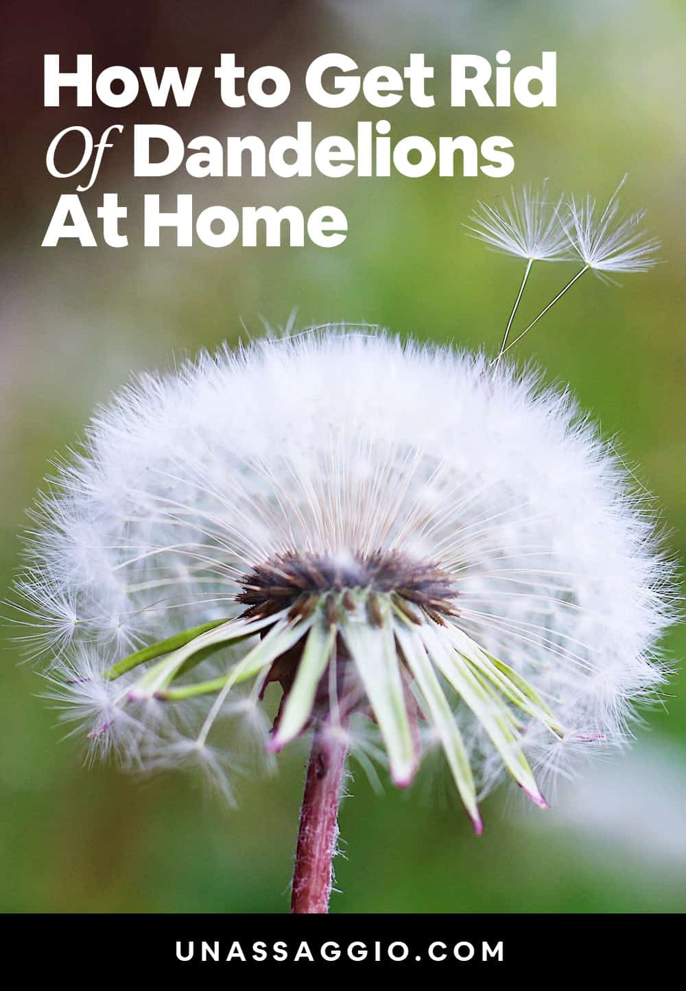 How to get rid of Dandelions at home