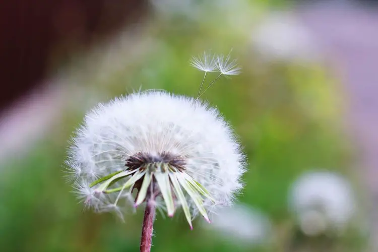 How to get rid of Dandelions at home