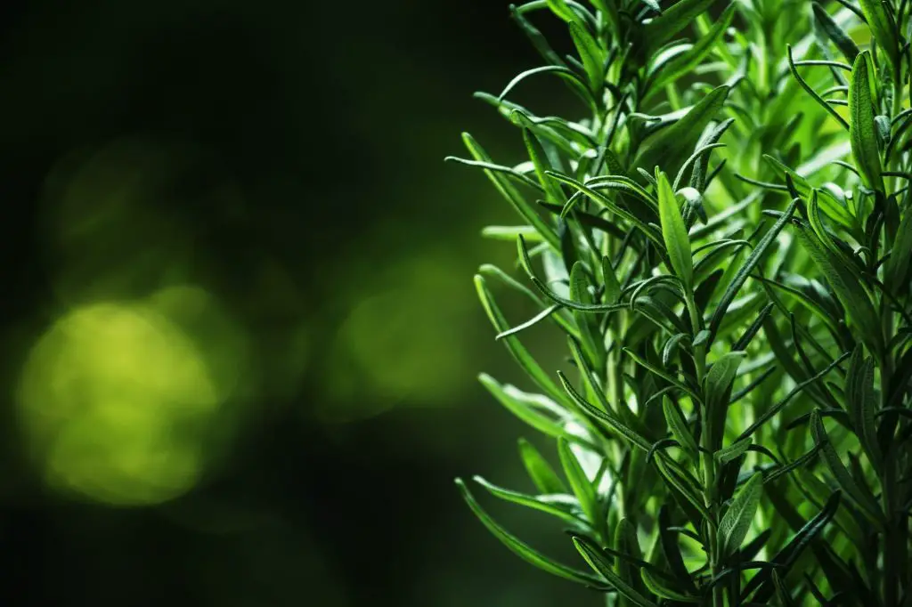 Rosemary Companion Plants