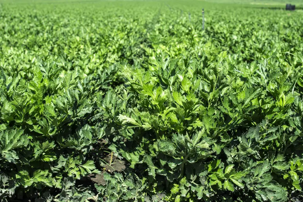 Growing Celery On Plantation. Celery plants in rows.