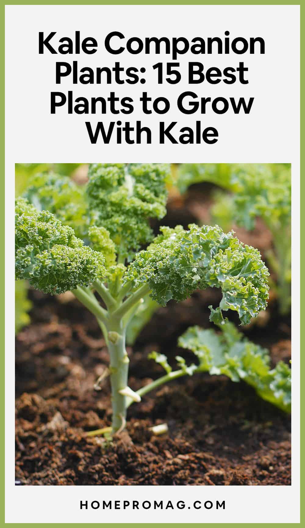 Kale Companion Plants: 15 Best Plants to Grow With Kale