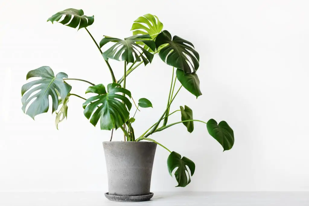 Monstera deliciosa or Swiss cheese plant care guide