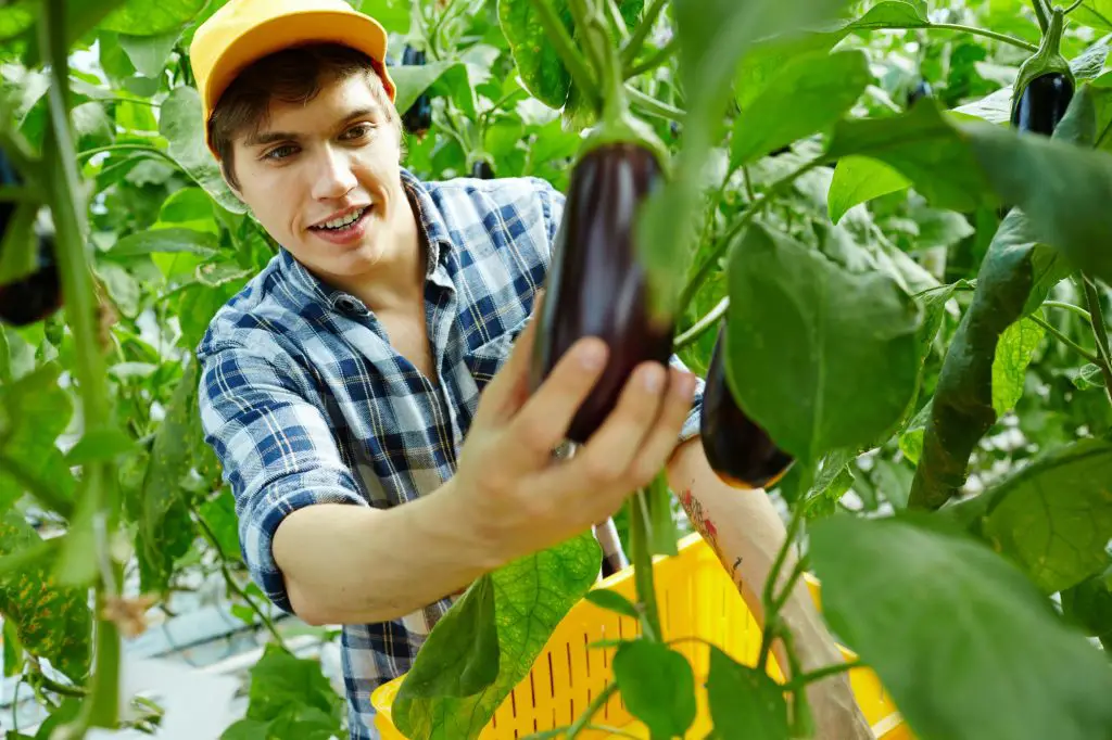 Picking up eggplants