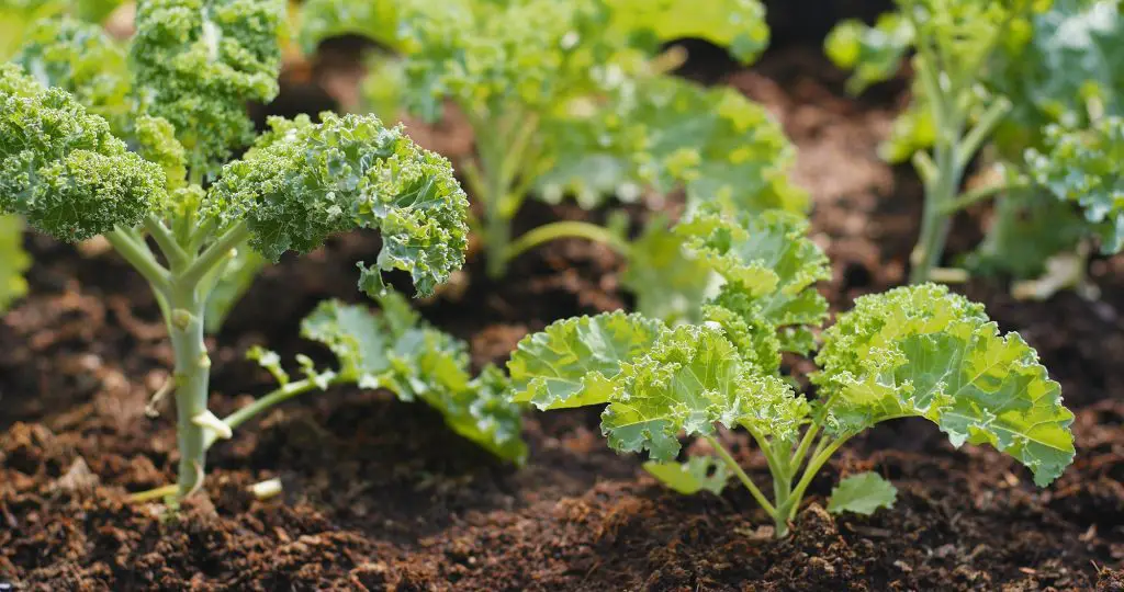 Planting kale