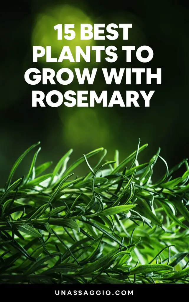 Rosemary Companion Plants 15 Best Plants to Grow With Rosemary