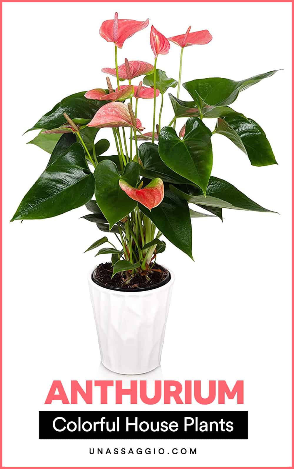 Anthurium