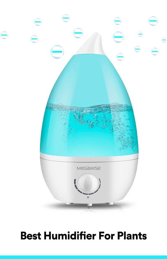 Best Humidifier For Plants