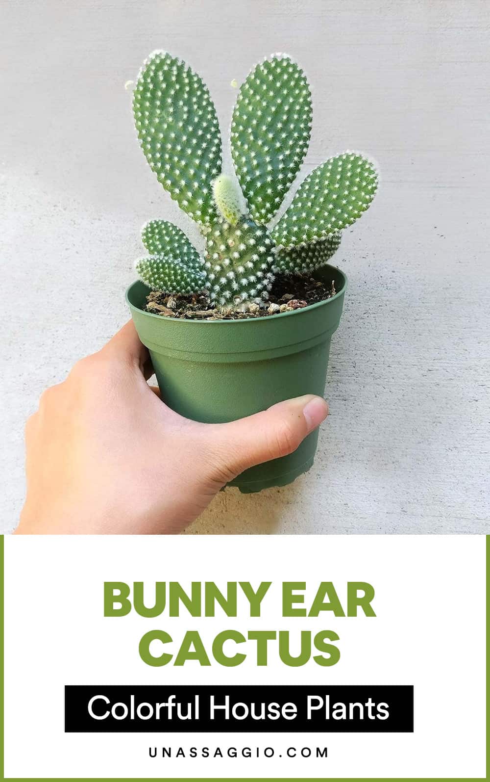 Bunny Ear Cactus