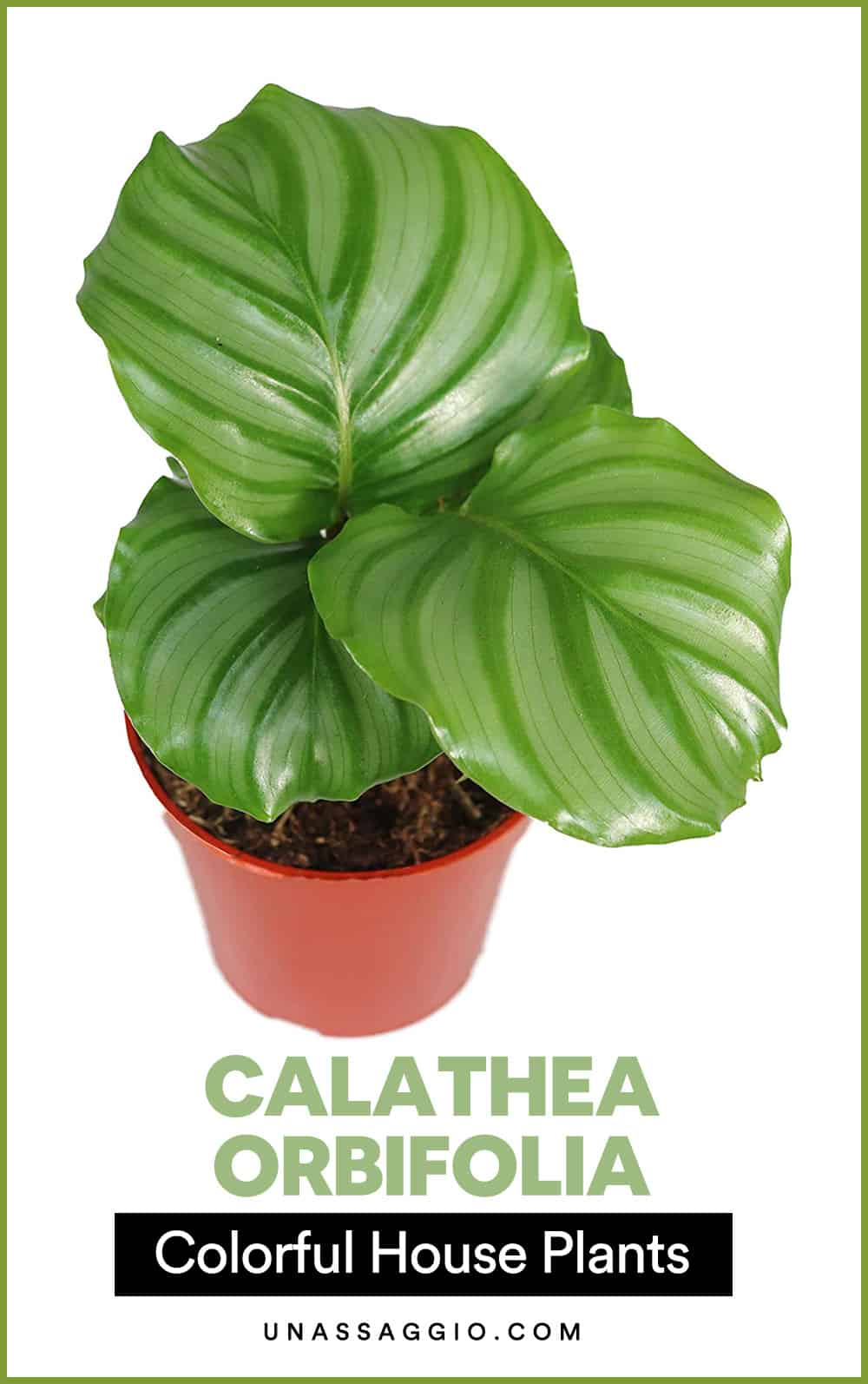 Calathea Orbifolia