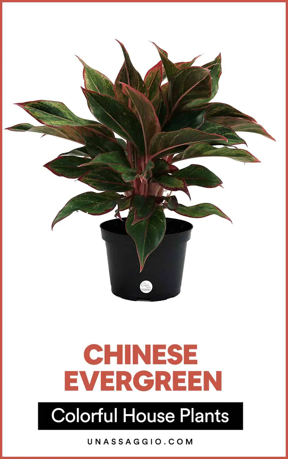 Chinese Evergreen