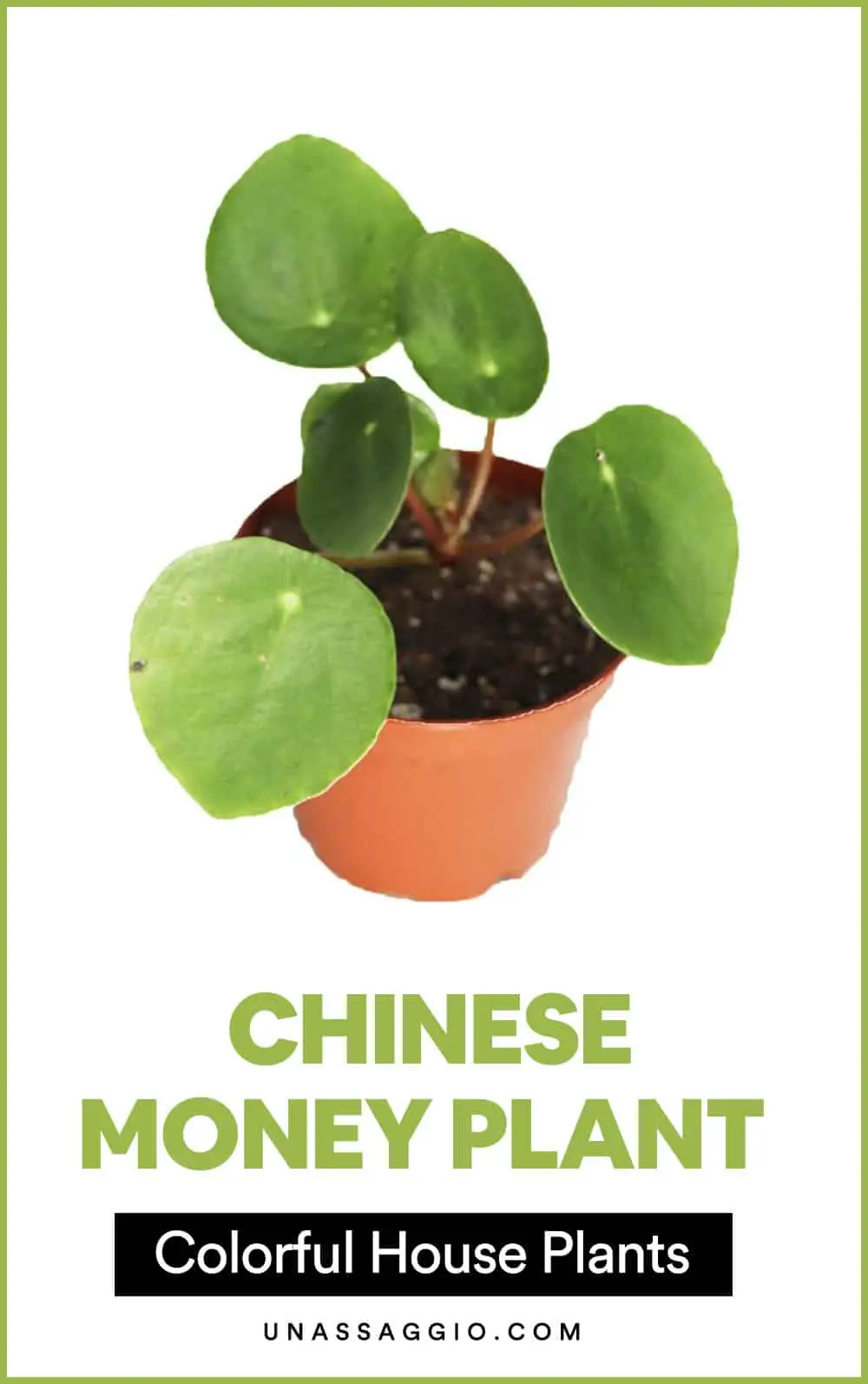 Chinese Money Plant 
