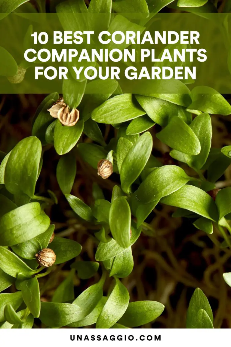 Coriander Companion Plants 10 Best Companion Plants For Cilantro