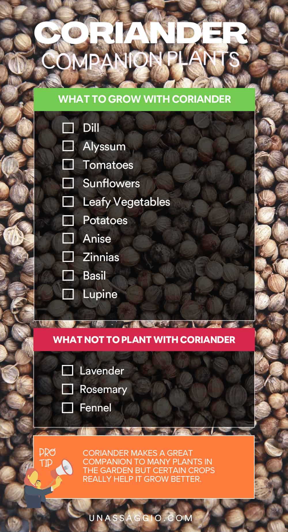 Coriander Companion Plants