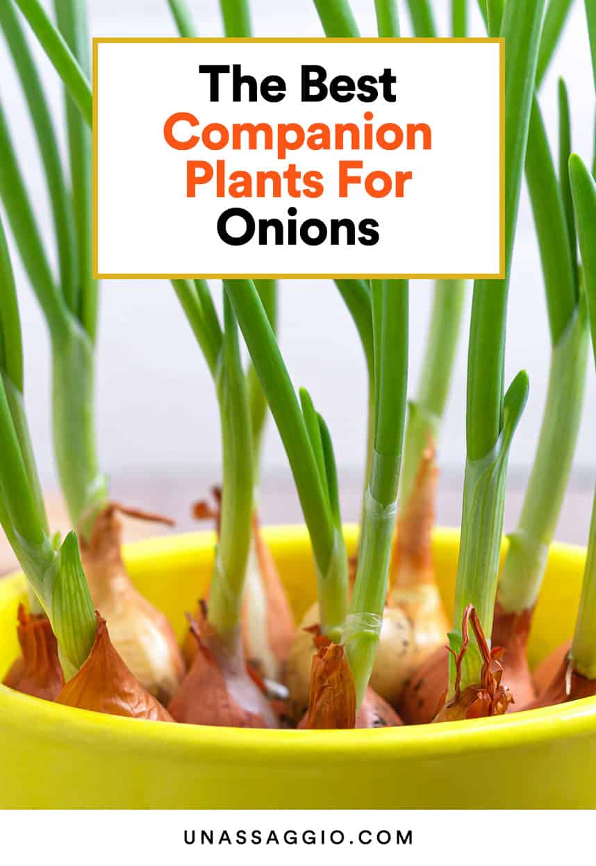 Onion Companion Plants