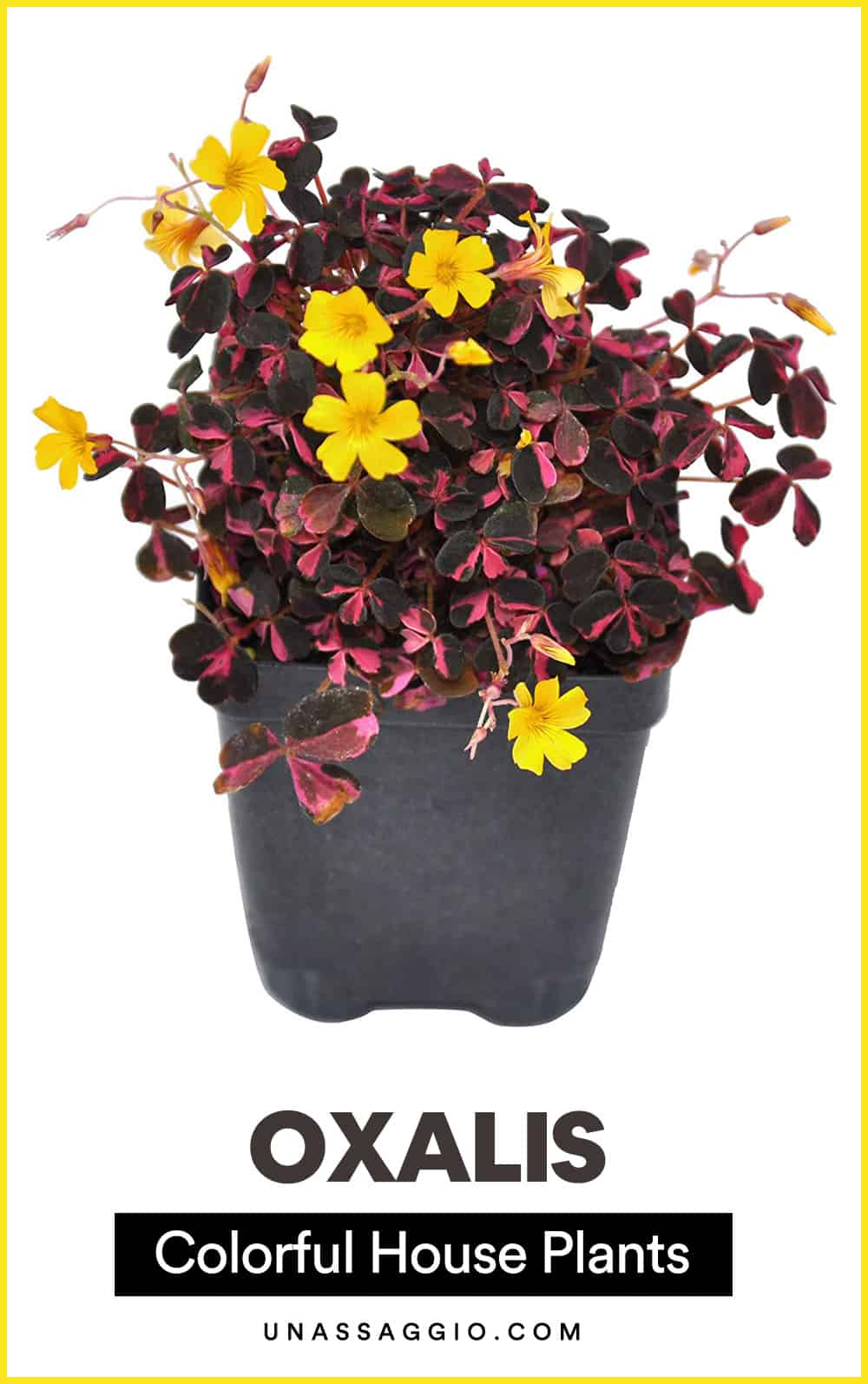 Oxalis