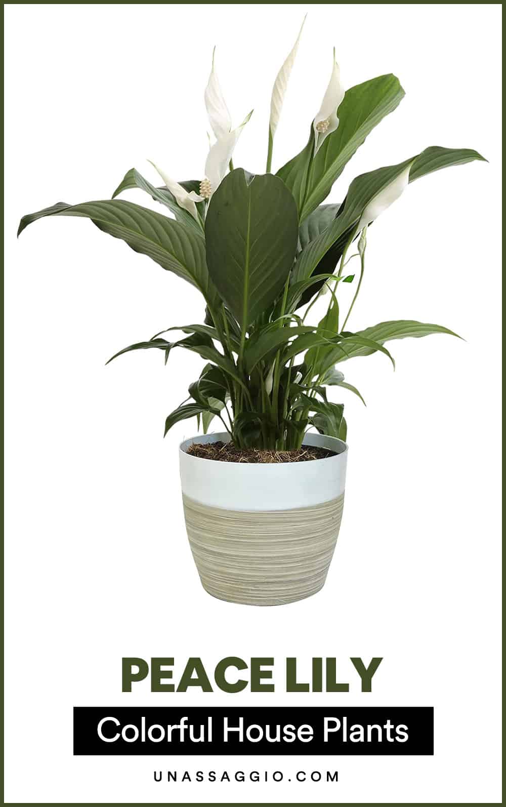 Peace Lily