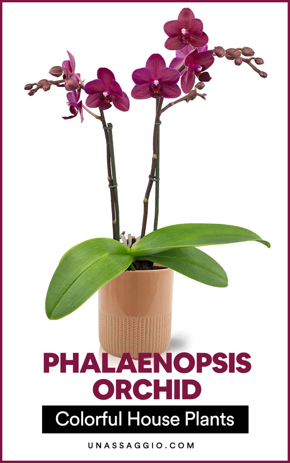 Phalaenopsis Orchid