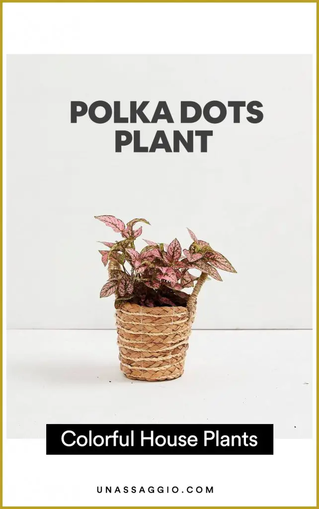 Polka Dots Plant 