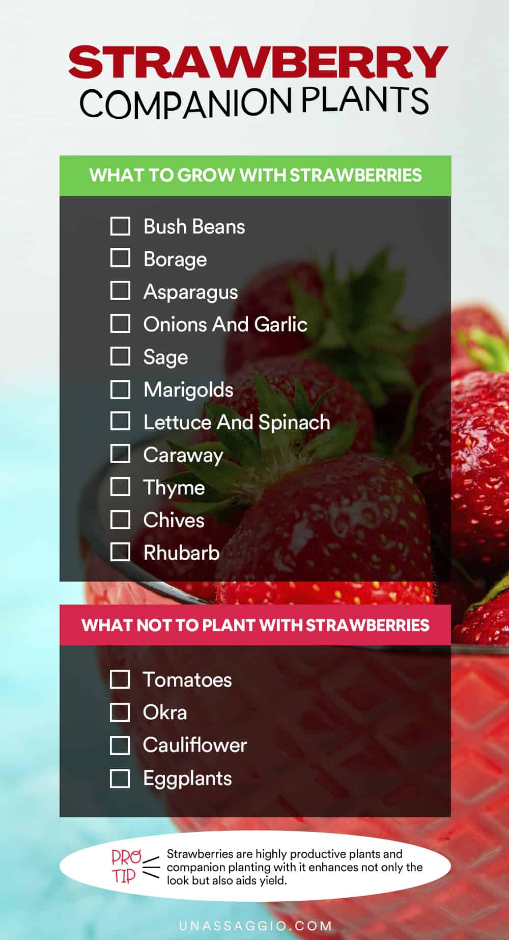 Strawberry companion plants chart