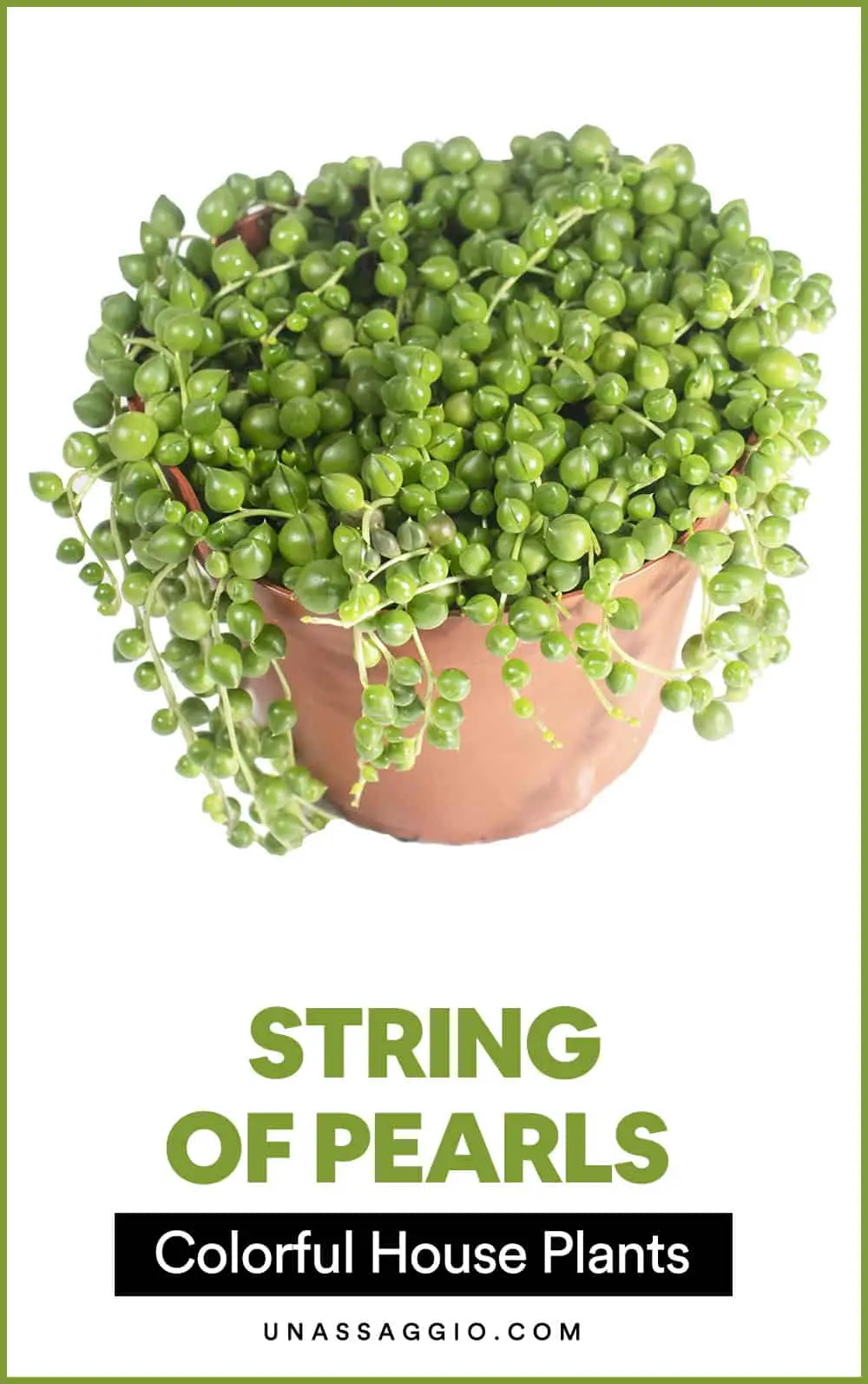 String Of Pearls 