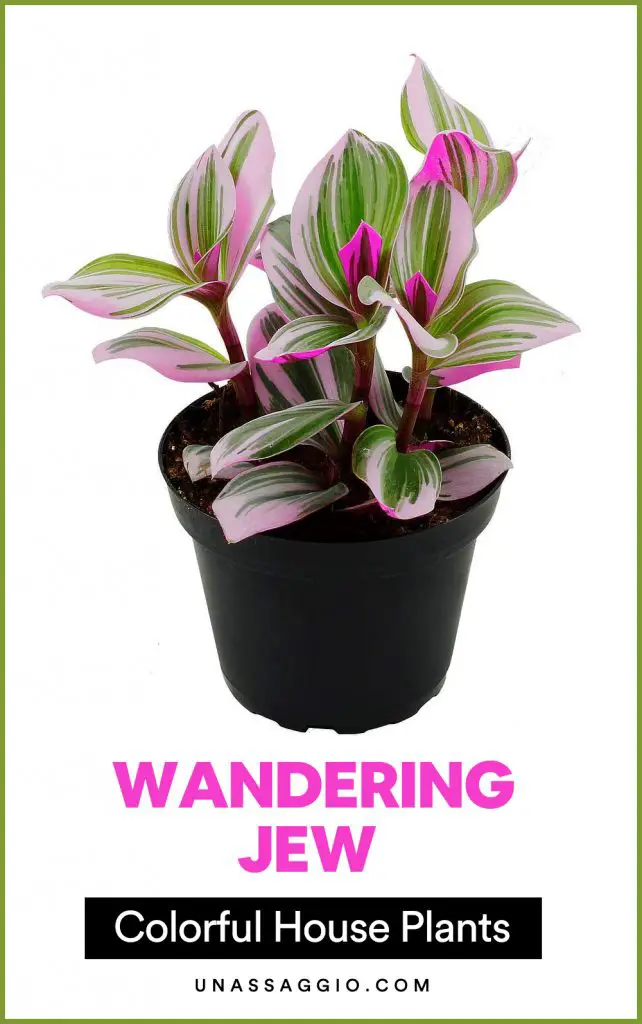 Wandering Jew