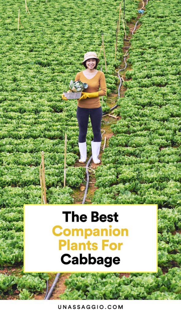 Cabbage Companion Plants 10 Plants to Grow With Cabbage UnAssaggio