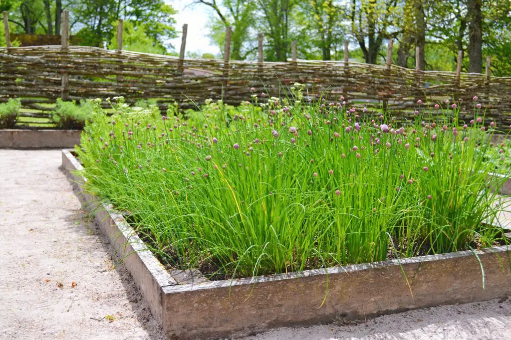 Chives Companion Plants