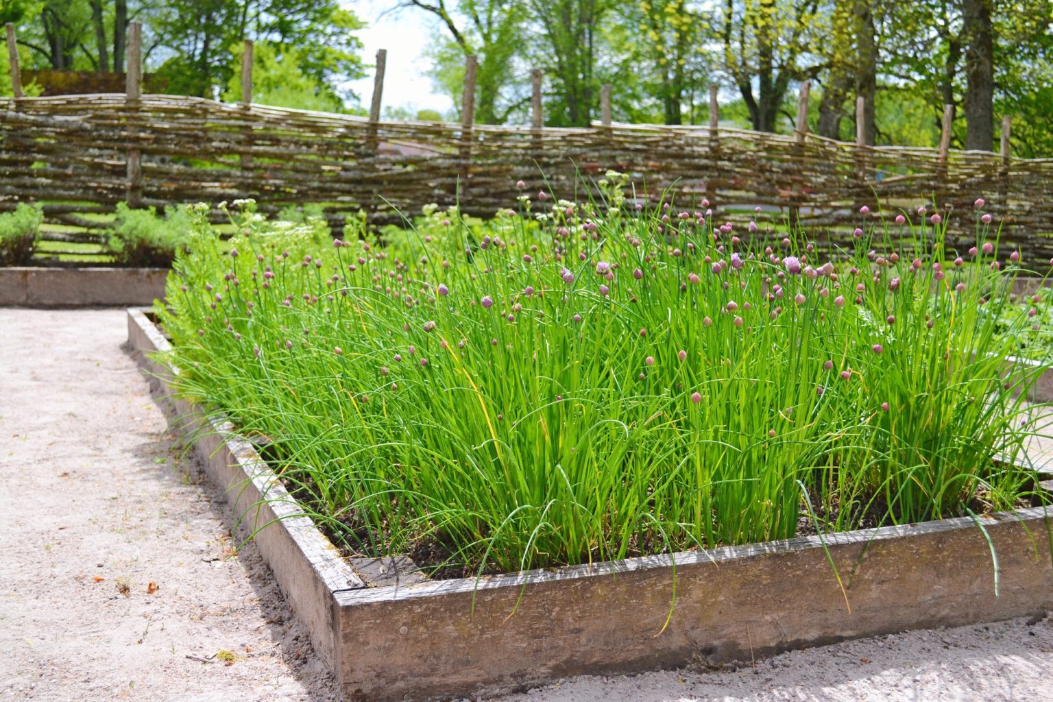 Chives Companion Plants 10 Best Plants to Grow With Chives UnAssaggio