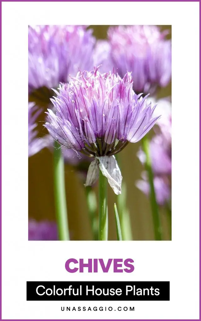 chives