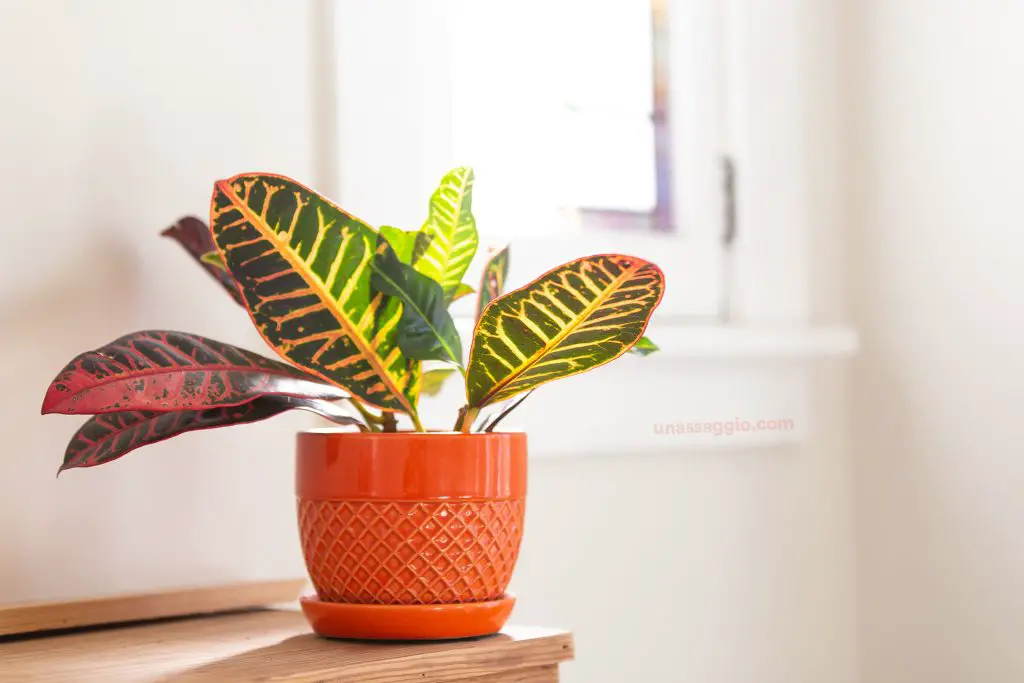 Croton plant care guide