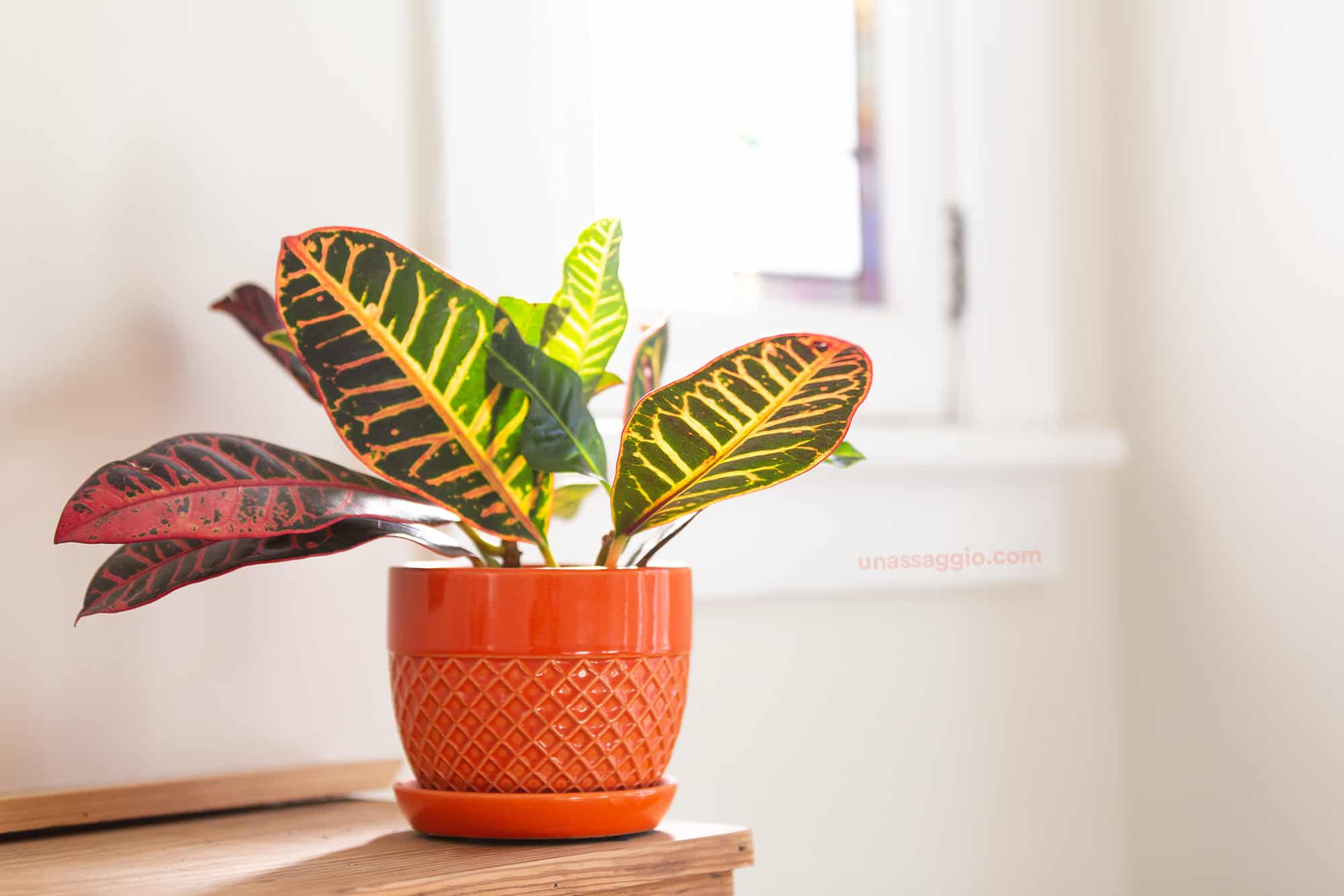 Croton Leaves Falling Off? Here’s Why (And What to Do) | UnAssaggio