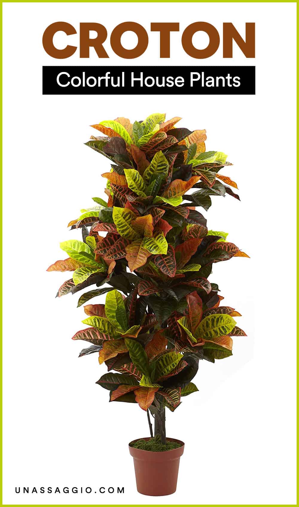 croton houseplant