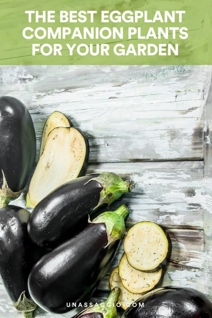 Eggplant Companion Plants: 10 Best Plants To Grow With Eggplant ...