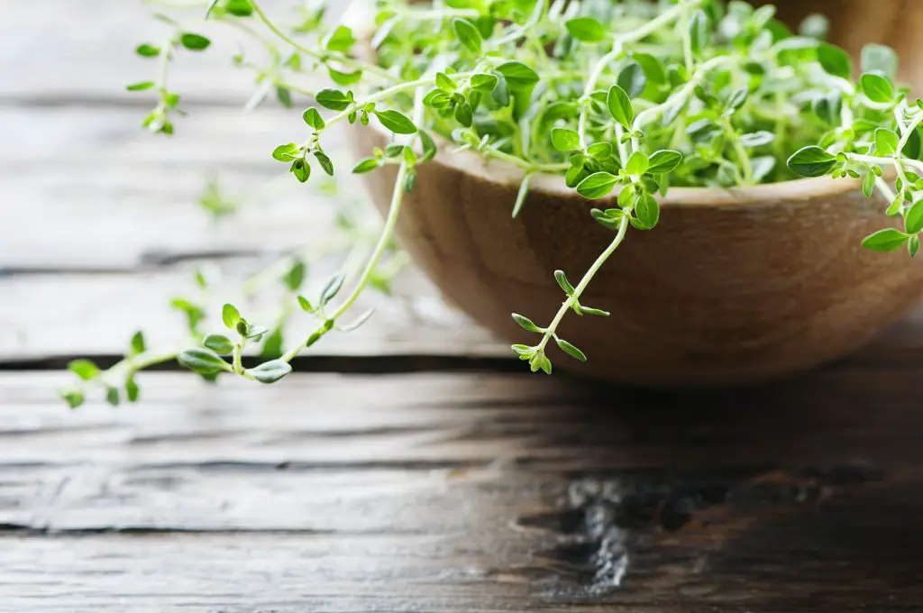 Thyme companion plants