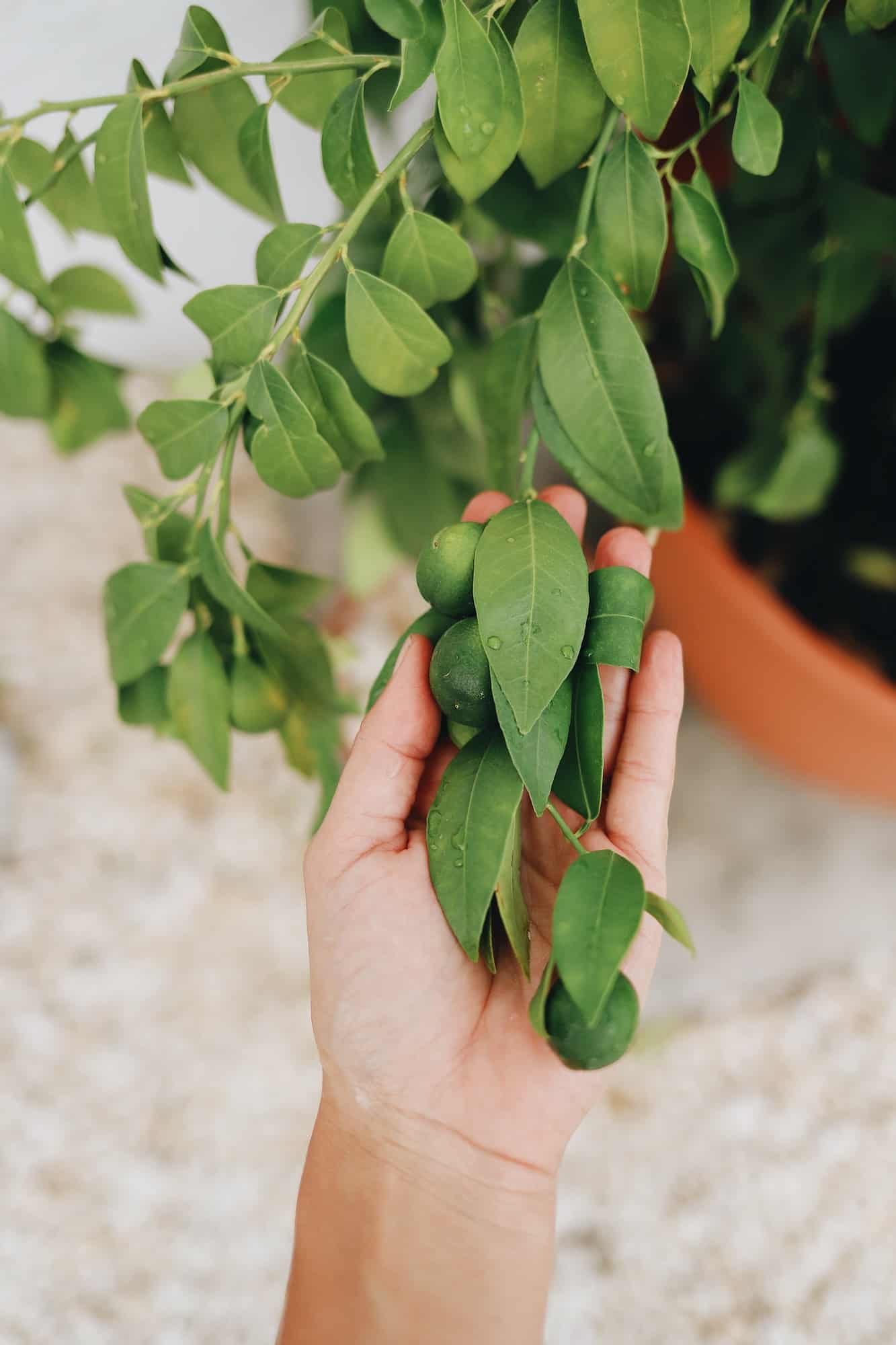 Lime, indoor tree plants