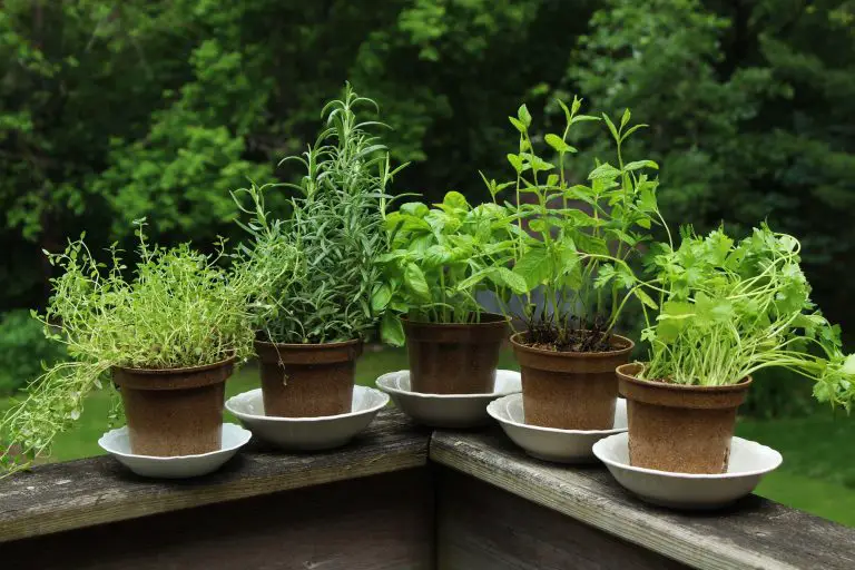 10 Herbs That Can Be Grown In Small Pots | UnAssaggio