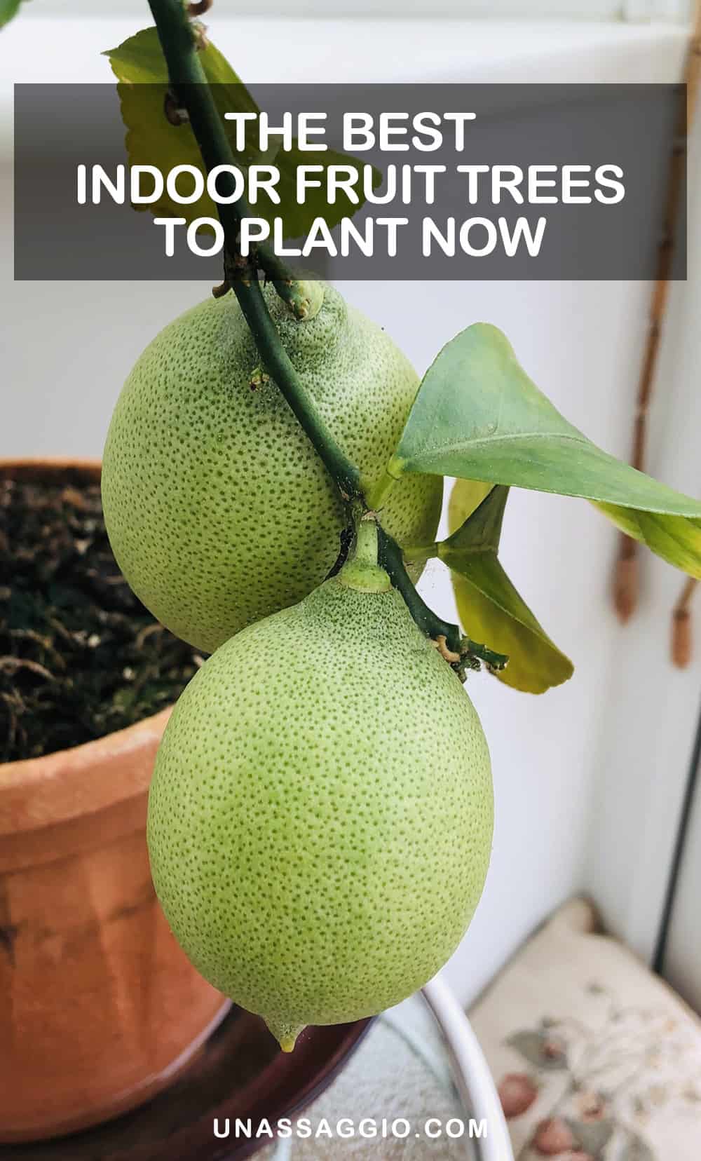 The Best Indoor Fruit Trees to Plant Now