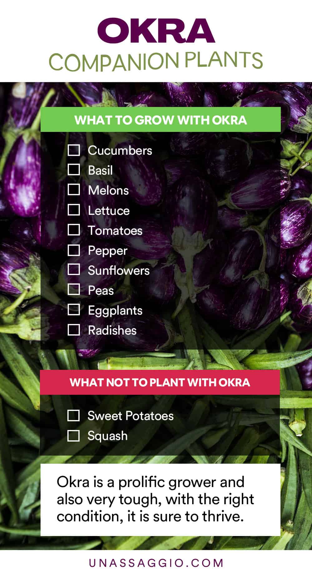 Okra Companion Plants Chart