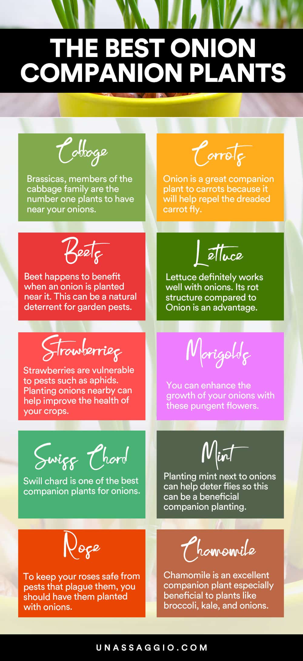 Onion Companion Plants Chart