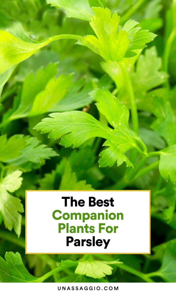 Parsley Companion Plants 10 Best Plants to Grow With Parsley UnAssaggio