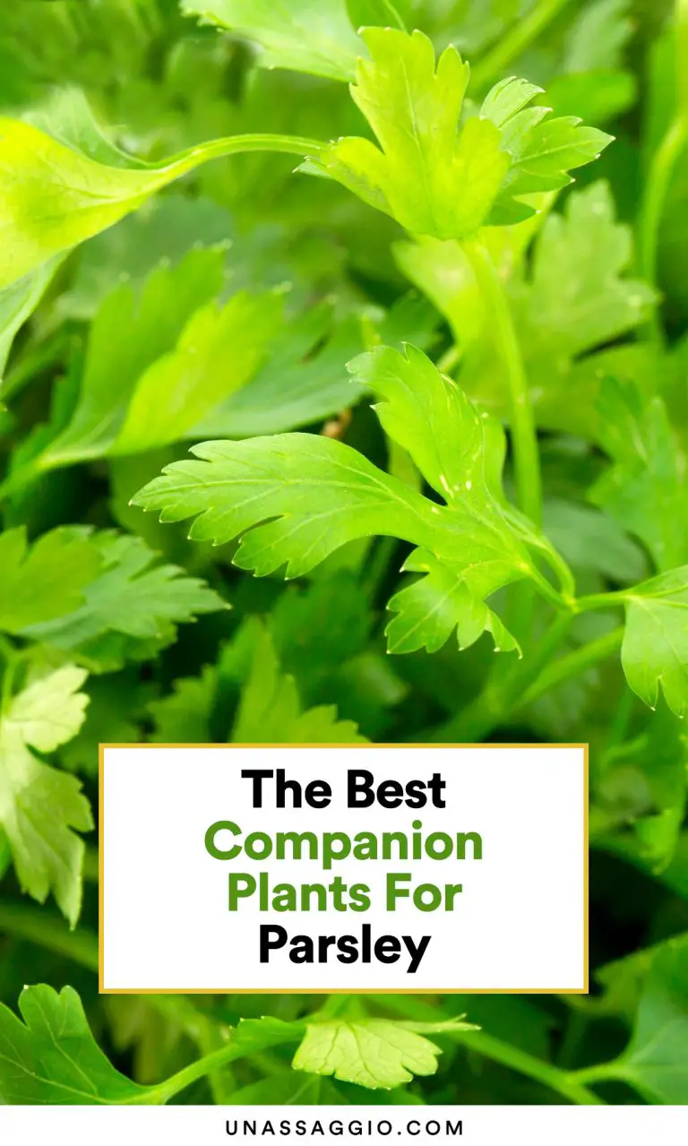 Parsley Companion Plants 10 Best Plants To Grow With Parsley Unassaggio 0561