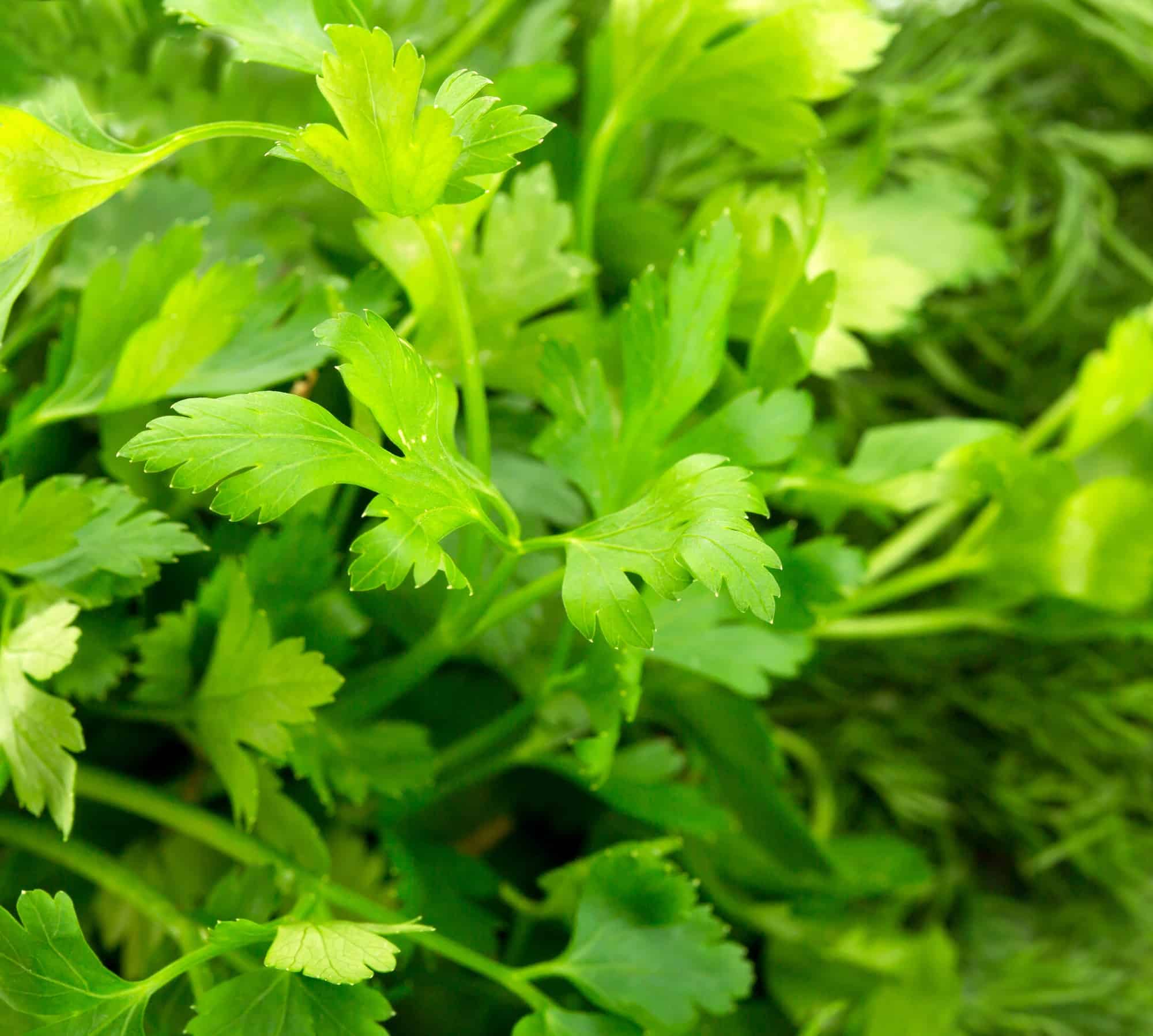 Parsley Companion Plants 10 Best Plants to Grow With Parsley UnAssaggio