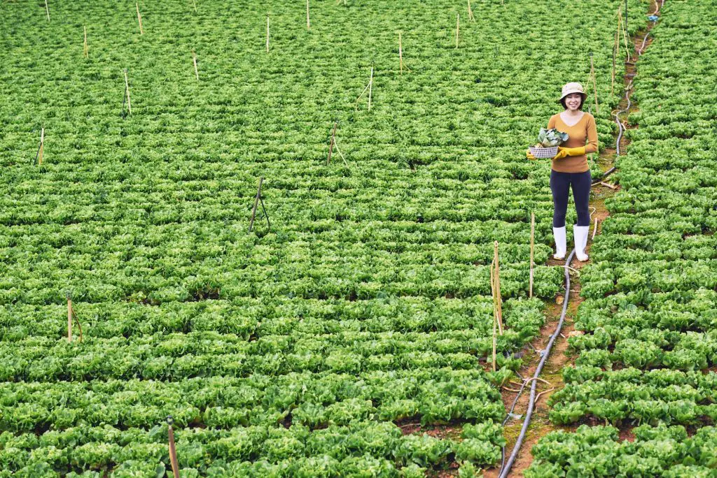 cabbage companion plants