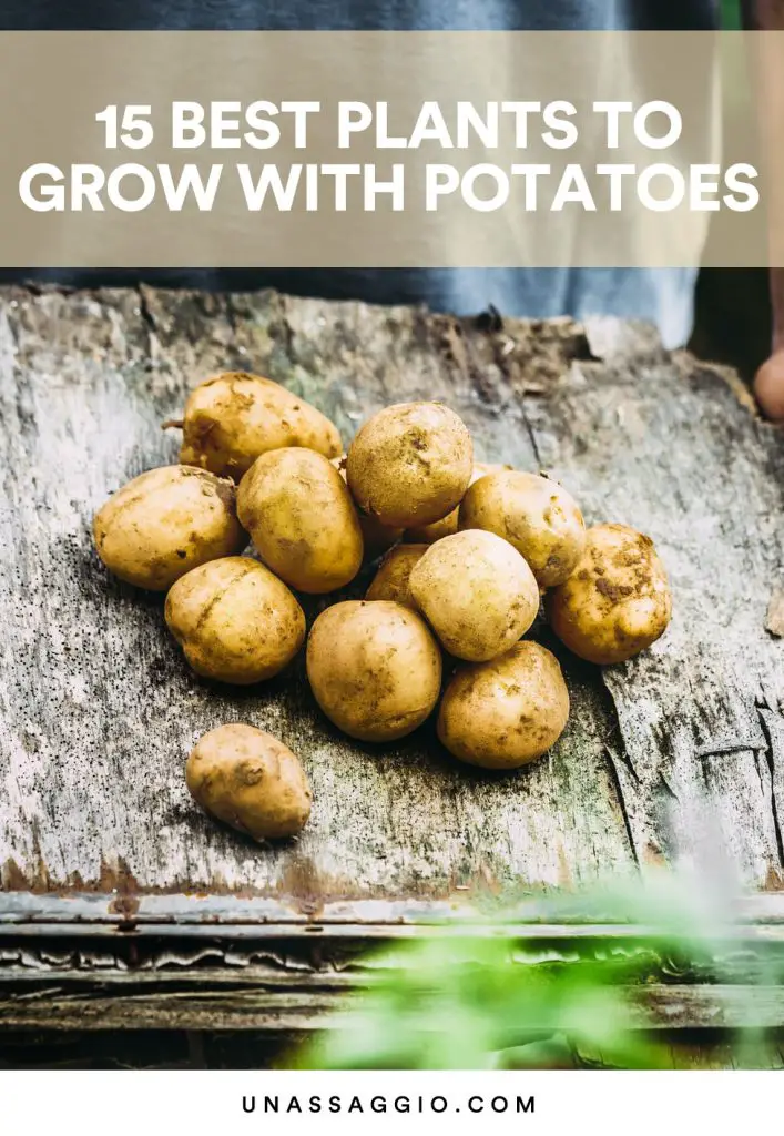 Potato Companion Plants 15 Best Plants to Grow With Potatoes UnAssaggio