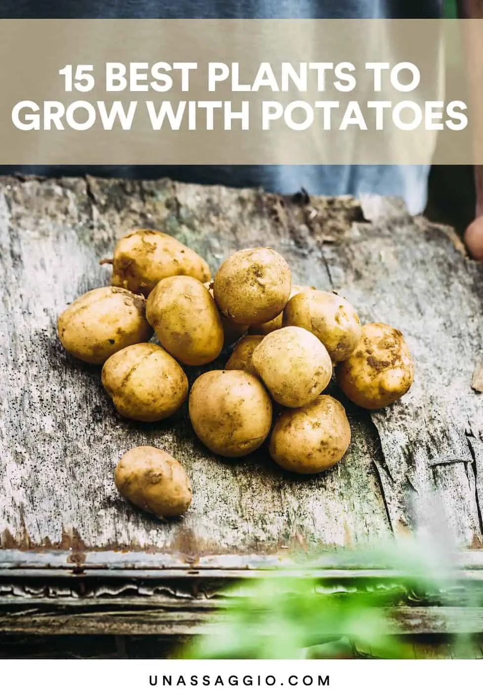 Potato companion plants